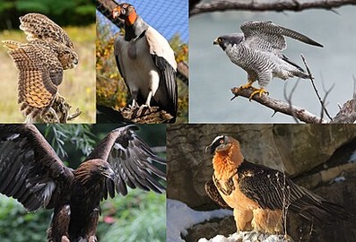 Live Prey 156,635 Photos of Bird Of Prey | net.photos