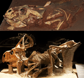Protoceratopsidae