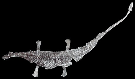 Microcleidus