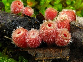 Microstoma floccosum