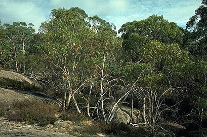 Eucalyptus mitchelliana