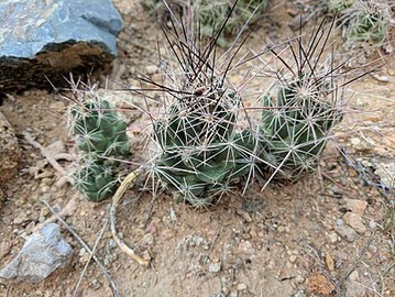 Coryphantha macromeris