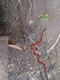 Micrurus dumerilii