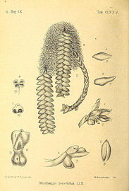 Microsaccus