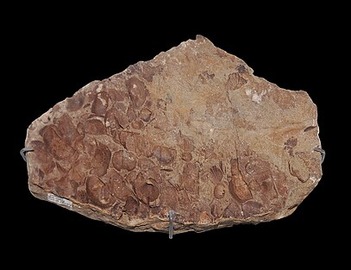 Protochonetes