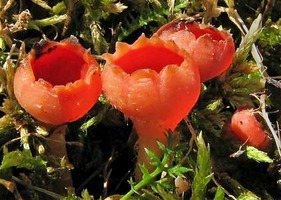 Microstoma protractum