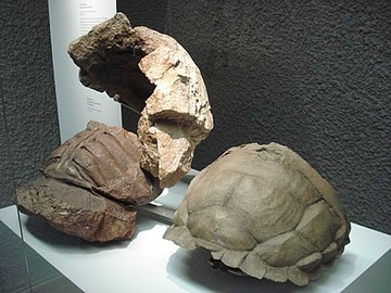 Proterochersis