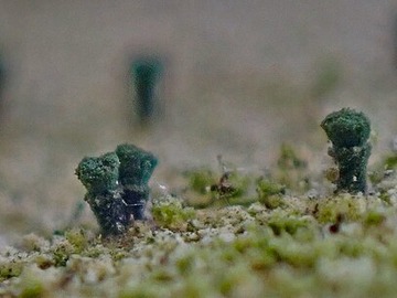 Microcalicium