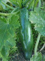 Zucchini
