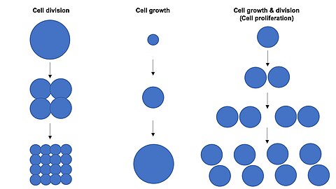 Cell proliferation
