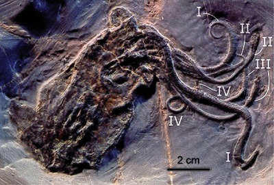 Proteroctopus
