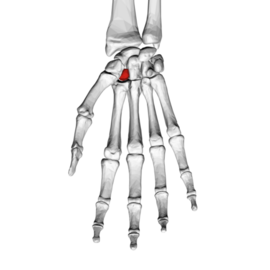 Trapezoid bone