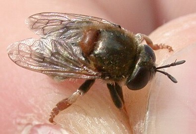 Microdon mutabilis
