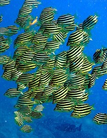 Microcanthus