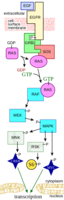 MAPK/ERK pathway