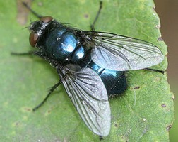 Protophormia