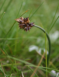 Carex maritima