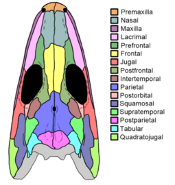 Proterogyrinus