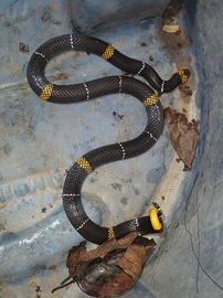 Micrurus hemprichii