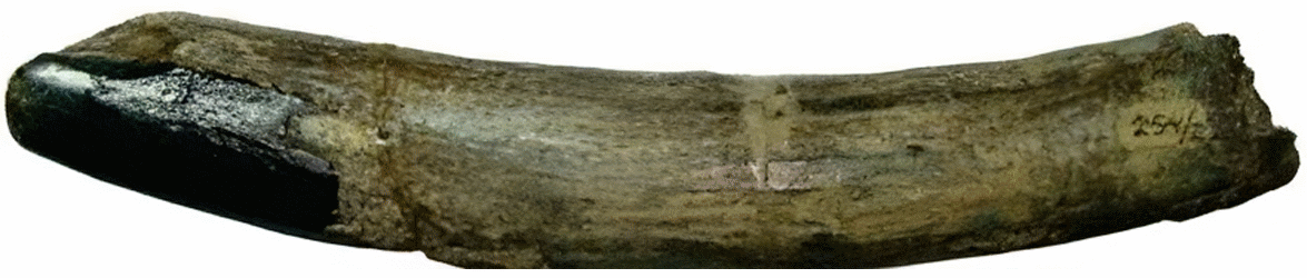 Propyrotherium