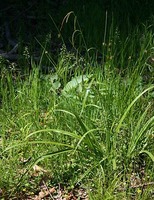 Carex pendula
