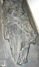 Prototaxites
