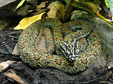 Protobothrops jerdonii xanthomelas