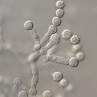 Microascus