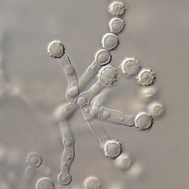 Microascaceae