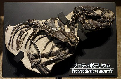 Protypotherium