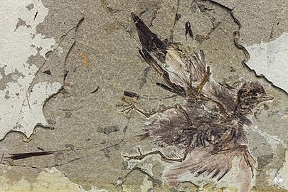 Protopteryx