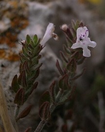 Micromeria microphylla