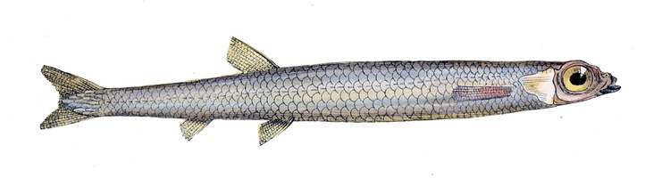 Microstomatidae