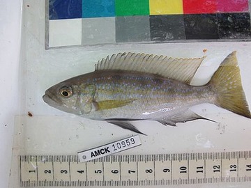Perissodus microlepis