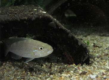 Perissodus