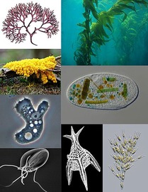 Protist