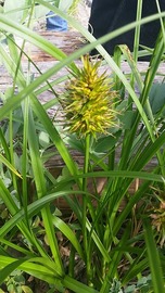 Carex macrocephala