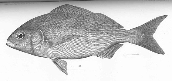 Microlepidotus
